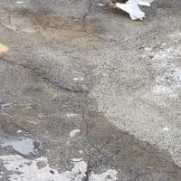 کبوتر