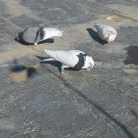 ۵تا کبوتر فروشی|پرنده|بجنورد, |دیوار