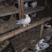 کبوتر