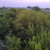 باغ-800متری-فوق-العاده-کوچه-باغ-مهستان-دونبش