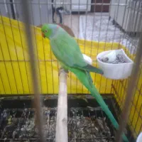 ملنگو|پرنده|تهران, شارق|دیوار