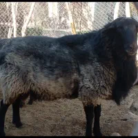 فروش نر نژاد رومانوف