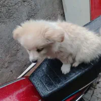 سگ پامر اشپیتز|سگ|بم, |دیوار