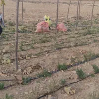 برگ سبز رز ماری