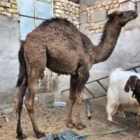 هاشی نر فروشی