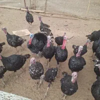 بوغلمون بالغ ارگانیک