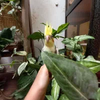 جوجه عروس هلندی تاج پرنسس سینه پر در محیط طبیعی|پرنده|فردیس, شهرک شهید حسینی|دیوار