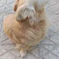 سگ نر|سگ|اسفراین, |دیوار