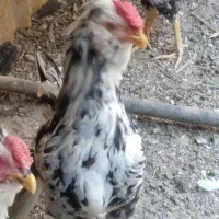 خروس گلین