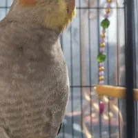 عروس هلندی ماده آماده جفت گیری