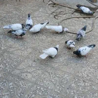 کبوتر فروشی