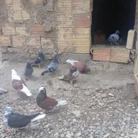 کبوتر تکپر و آلمانی