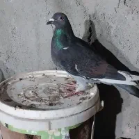 سبز المانی گرفتنی. و بیرونی