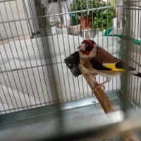 سهره نرجوجه قفس|پرنده|پاکدشت, پاکدشت (مامازند)|دیوار