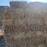 بسته گندم (کولش)