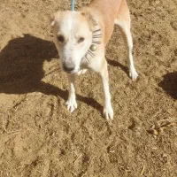 سگ نگهبان|سگ|بیرجند, |دیوار