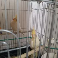 عروس هلندی|پرنده|بهار, |دیوار