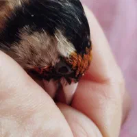 سهره ماده پاییزه