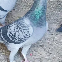 یازده عدد مسافتی درجه یک