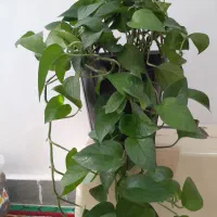 گل پتوس|گل و گیاه طبیعی|بروجرد, |دیوار