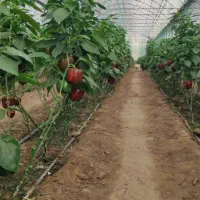 فروش کود جلبک دریایی الگالند|عمدهفروشی|بندرعباس, |دیوار