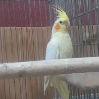 عروس هلندی