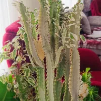 انواع گل زینتی و افوربیا  و نیکولای