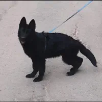 ژرمن بلک معاوضه با طوطی