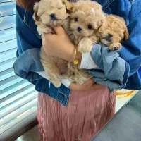 سگ پودل فنجونی نروماده2ماه 3900بی واسطه|سگ|تهران, تهرانسر مرکزی|دیوار