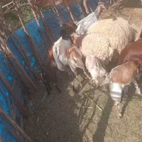 18/000/000|حیوانات مزرعه|فاریاب, |دیوار