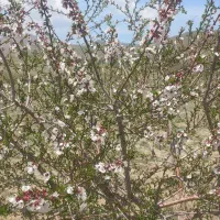 فروش استثنایی زمین و باغ در رزجرد