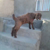 بزغاله ماده