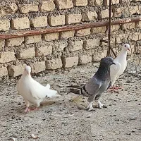 کبوتر