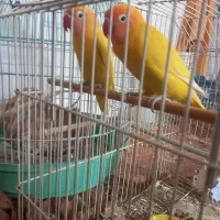 کوتوله طلایی سر قرمز