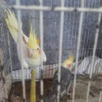 جفت عروس هلندی کار داده