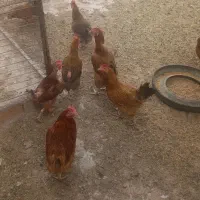 مرغ بومی