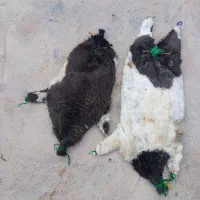 دوعدد خیگ آماده روغن بفروش میرسد|فروشگاه و مغازه|ایذه, |دیوار