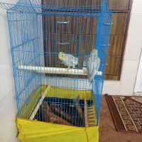 عروس هلندی فروشی