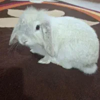 خرگوش