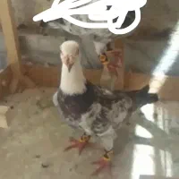 کفتر سوسکی یا بزک گمشده|پرنده|مشهد, شهید قربانی|دیوار