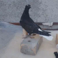 کفتر