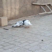کبوتر کله سیاه