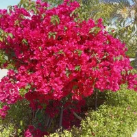 فروش انواع نهال فقط به صورت عمده|خدمات باغبانی و درختکاری|بندرعباس, |دیوار