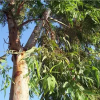 خرید چوب درخت آکالیپتوس