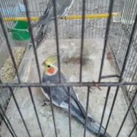 عروس هلندی|پرنده|رشت, منظریه|دیوار