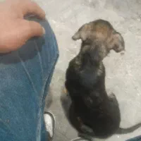 توله سگ نر ژرمن