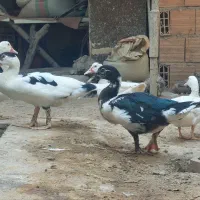 جوجه اردک اسرائیلی نیمچه اردک اسرائیلی ونمیچه غاز|حیوانات مزرعه|آزادشهر, |دیوار