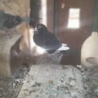 جفت پلنگ نر ماده پلنگ  ده ده تخم جوجه ی بایه شامی