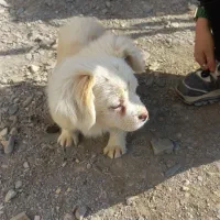 سگ پامر اشپیتز|سگ|مشهد, چاهشک|دیوار