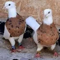 باربند پژو کفتر یا کبوتر|پرنده|شیراز, شهرک گلها|دیوار